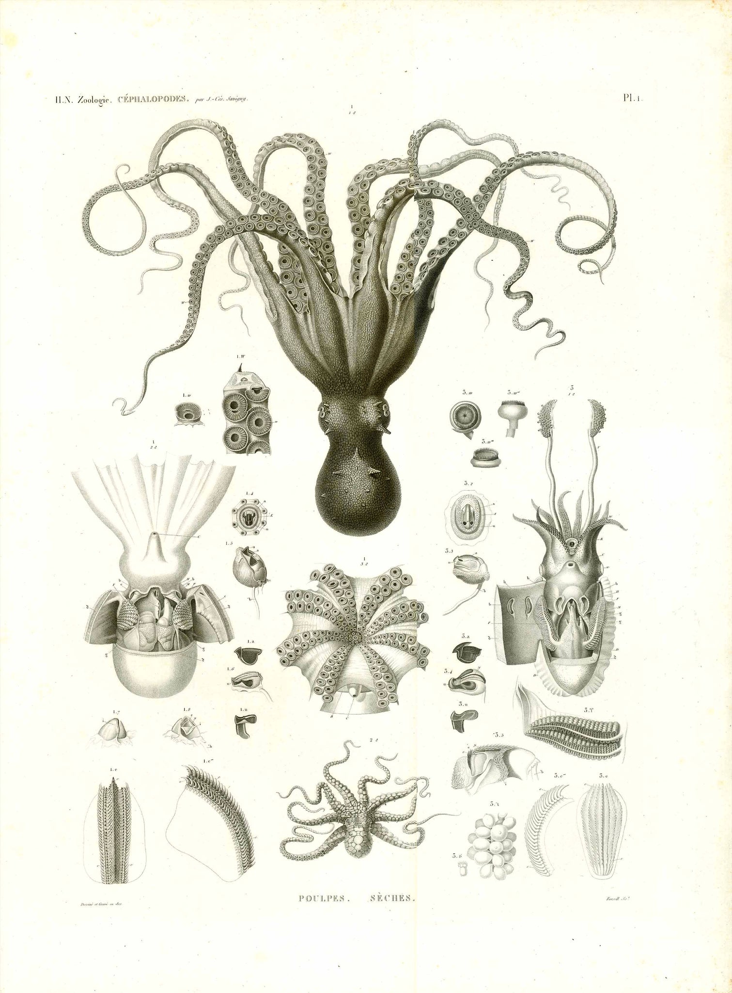 "Poulpes. Seches". Zoologie. Cephalopdes  Marine Life, Poulpes, Octopus, Krake, Cephalopedes, Napoleon, Egypt  Octopus. Zoological details thereof. - Krake  Watermark: Egypte Ancienne et Moderne  Copper etching, aquatinta of the absolute highest quality by Christian Diderik Forsell (1777-1852)  Published in "Description de l'Egypte ou Recueil des observations et des recherches qui ont été faites en Egypte pendant l'expédition de l'armée française, Histoire naturelle"  By Geoffroy Saint-Hilaire Paris, 1812