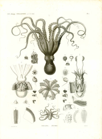 "Poulpes. Seches". Zoologie. Cephalopdes  Marine Life, Poulpes, Octopus, Krake, Cephalopedes, Napoleon, Egypt  Octopus. Zoological details thereof. - Krake  Watermark: Egypte Ancienne et Moderne  Copper etching, aquatinta of the absolute highest quality by Christian Diderik Forsell (1777-1852)  Published in "Description de l'Egypte ou Recueil des observations et des recherches qui ont été faites en Egypte pendant l'expédition de l'armée française, Histoire naturelle"  By Geoffroy Saint-Hilaire Paris, 1812