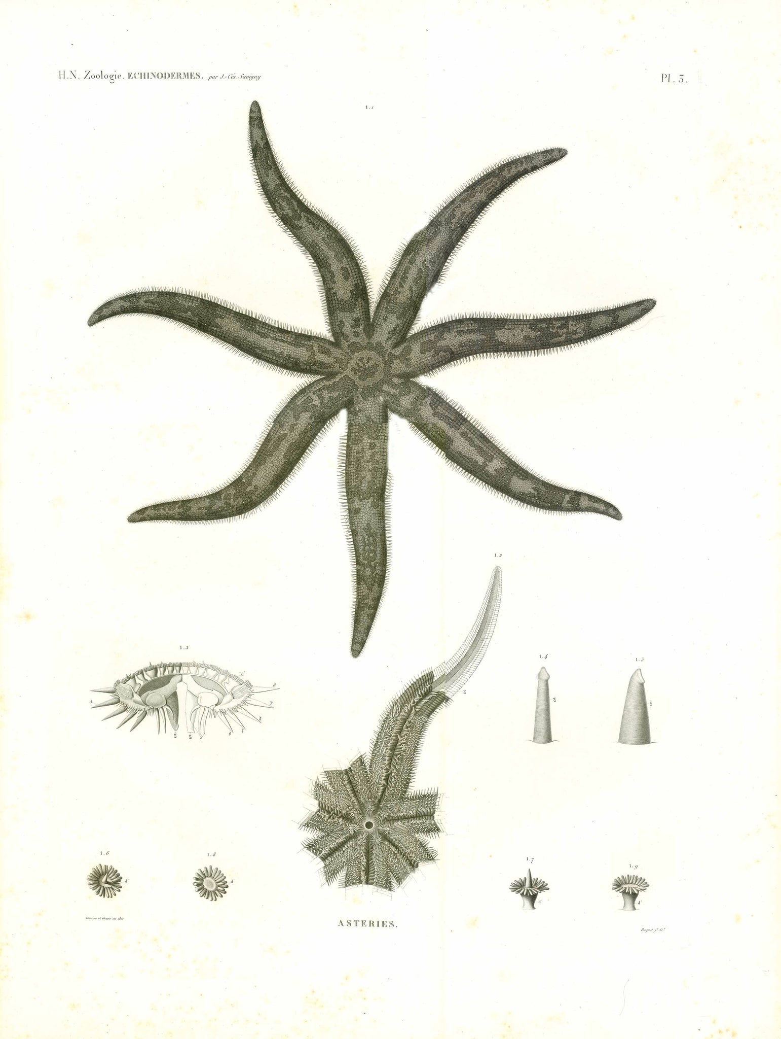 "Asteries" Starfish - Seestern  With anatomic details  Watermark: Egypte Ancienne et Moderne  Copper etching, aquatinta of the absolute highest quality by Pierre Jean Boquet (1751-1817)  Published in "Description de l'Egypte ou Recueil des observations et des recherches qui ont été faites en Egypte pendant l'expédition de l'armée française, Histoire naturelle"  By Geoffroy Saint-Hilaire (1772-1844)  Paris, 1809-1829.  This print dated 1810  Original antique print  