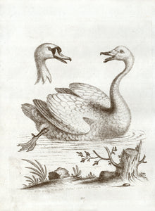  "Wild Swan published Septem. 1743 by Edwards"  Copper engraving by Edwards.  Original antique print 