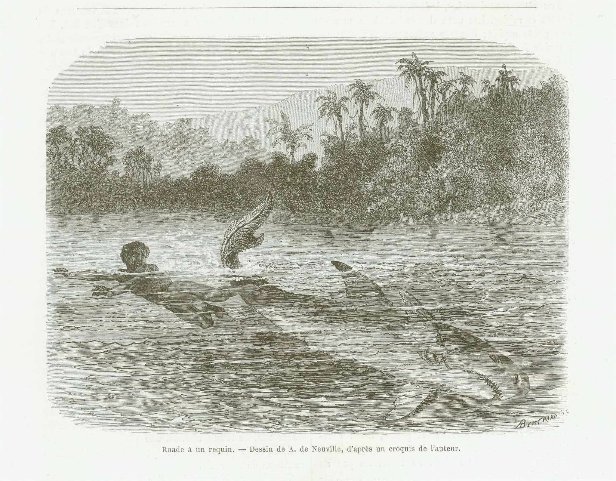 "Ruade a un requin" (a kick at a shark)  Fish, Animals, Shark, Haie, Tiburon, Requin  Wood engraving published ca 1875.  Original antique print  