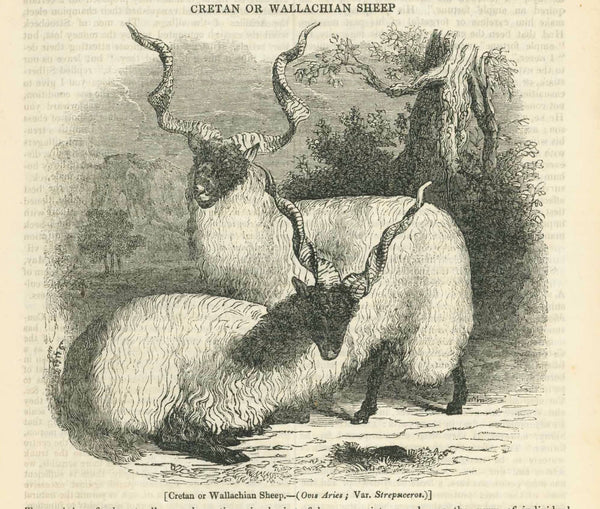 "Cretan or Wallachian Sheep"  Wood engraving published 1836. Below the image and on the reverse side is text about this breed of sheep known for its spriral-shaped horns.  Original antique print  