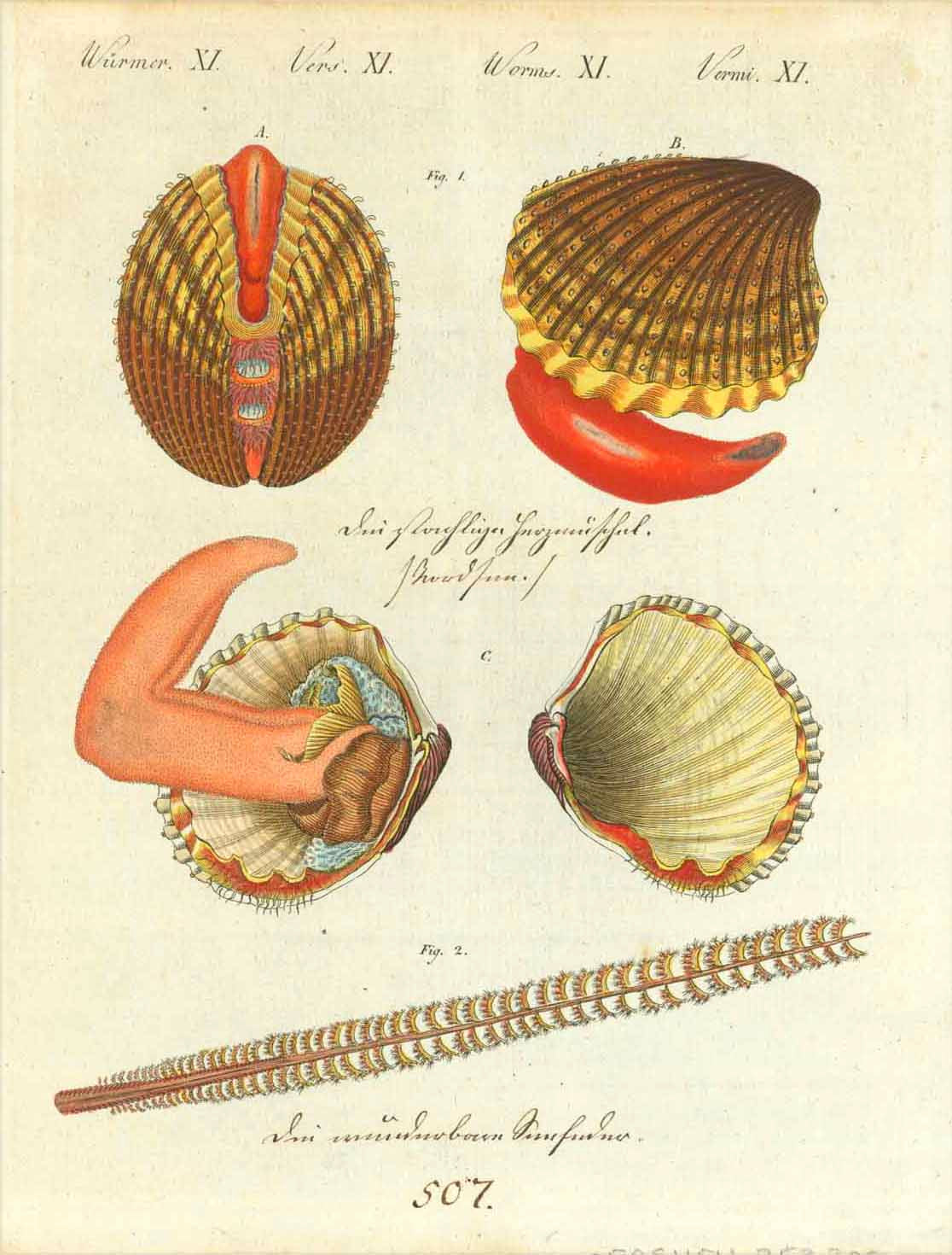 "Wuermer XI Vers XI Worms XI Vermi XI"  Very illustrative copper etching in bold original color. Publihed 1807.  In the center and lower area is very old hand-written text in German.