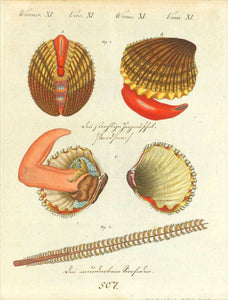 "Wuermer XI Vers XI Worms XI Vermi XI"  Very illustrative copper etching in bold original color. Publihed 1807.  In the center and lower area is very old hand-written text in German.