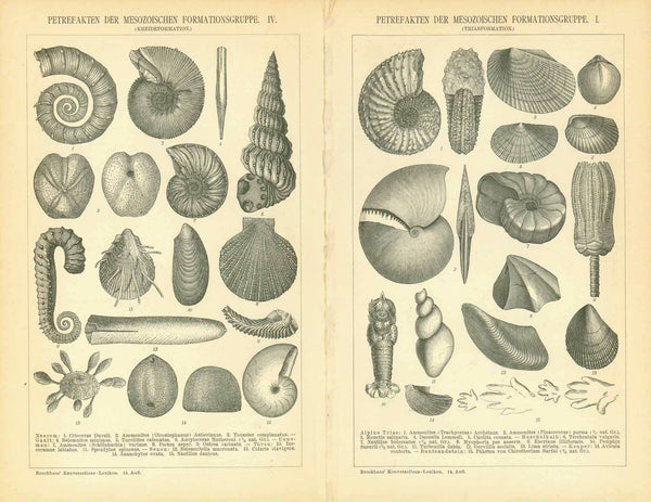 "Petrefakten der Mesozoischen Formationsgruppe"  Wood engravings of fossilized shells from the Mesozoic Era.  Below the images are the names in German and Latin.  Vertical centerfold Published ca 1900.