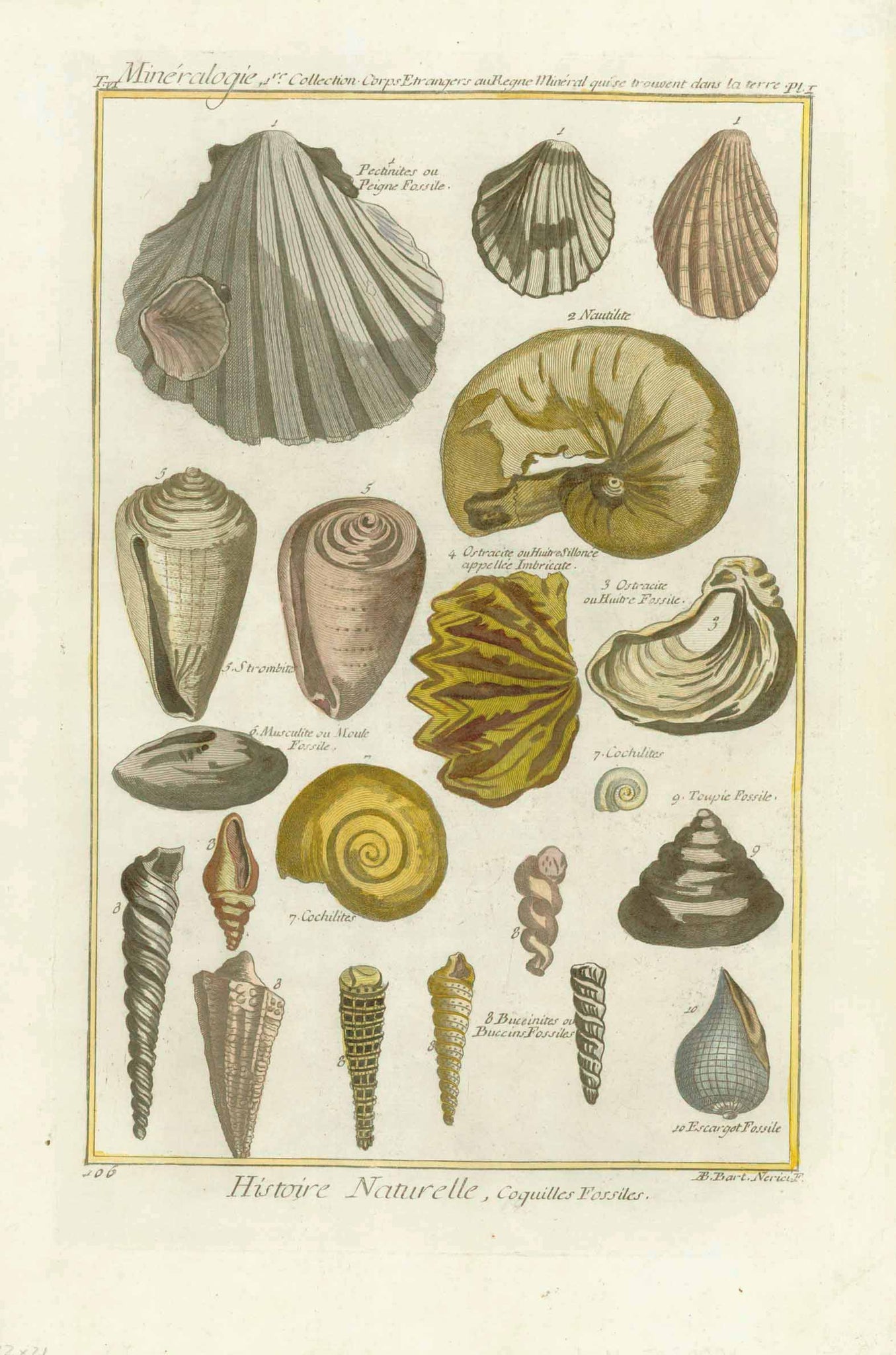 "Mineralogie Collection Corps estrangers au Regne Mineral qui se trouvent dans la terre"  " Histoire Naturell, Coquilles Fossiles" (fossilized shells)