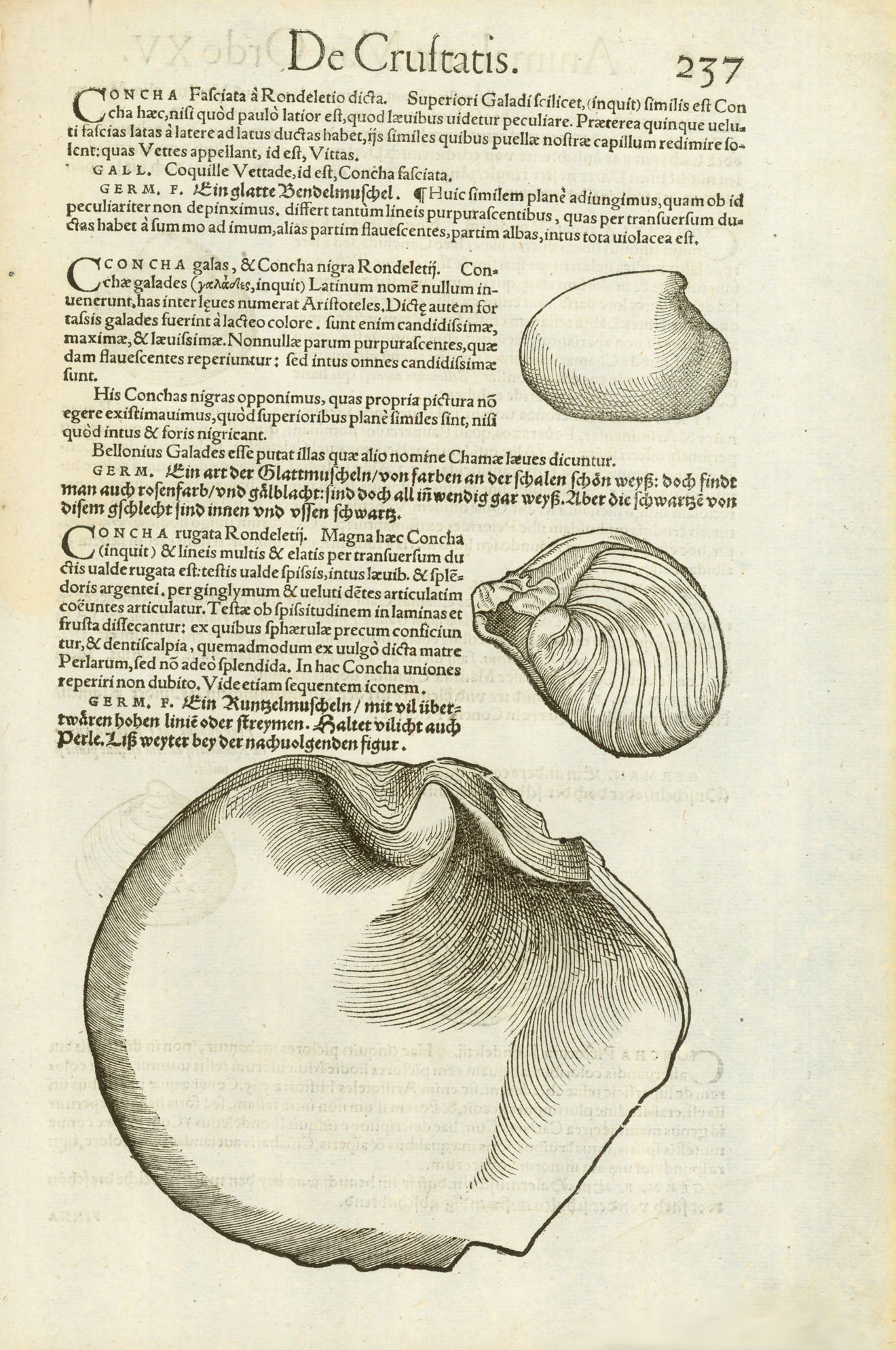 "Concha Rugatum Concha Pictorum.......  Names are also in Old German, Spanish Italian and French.  Wood cuts from "Historiae Animalim" by Conrad Gesner (or Gessner). Published ca 1555. Attractive hand coloring.