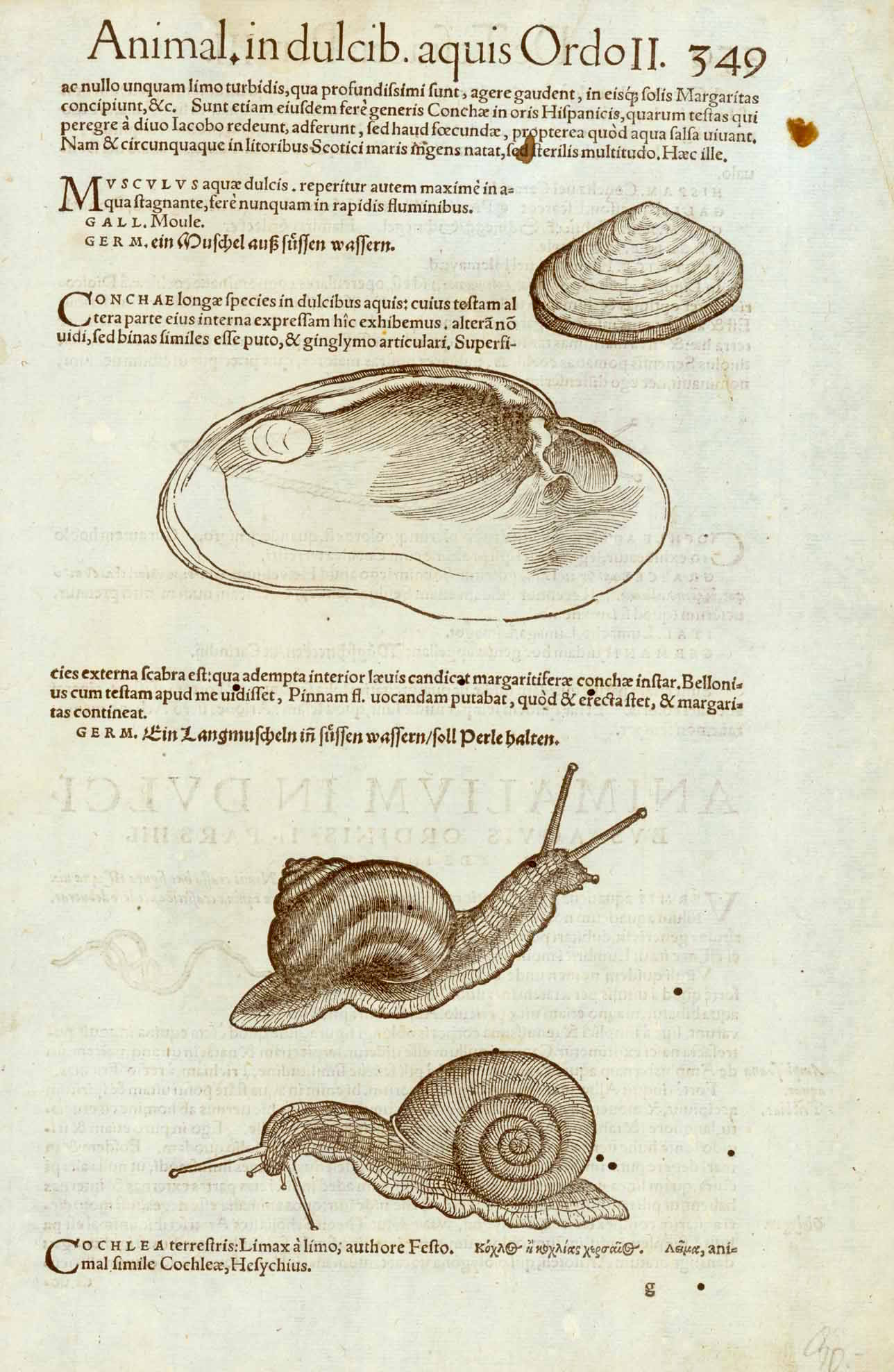 Musculus aquae dulcis..... Conchae longae..... Conchea terrestris Limax  On the revere side is an image of a houseless snail ( slug ).  Wood cuts from "Historiae Animalim" by Conrad Gesner (or Gessner). Published ca 1555.