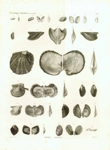 "Moules. Avicules". Zoologie Coquilles  Shells, Moules, Avicules, Coquilles, Muscheln, Shellfish  Shells. Muscheln  Watermark: Egypte Ancienne et Moderne  Copper etching, aquatinta of the absolute highest quality by Louis-Charles Route (1754-1816)  Published in "Description de l'Egypte ou Recueil des observations et des recherches qui ont été faites en Egypte pendant l'expédition de l'armée française, Histoire naturelle"  By Geoffroy Saint-Hilaire (1772-1844)  Paris, 1809-1829.  This print dated 1810 / 11