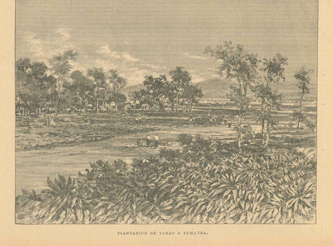 "Plantation De Tabac A Sumatra"  Suedostasien, Sumatra, Tabac, Tobacco  Zincograph published ca 1890.  Original antique print  