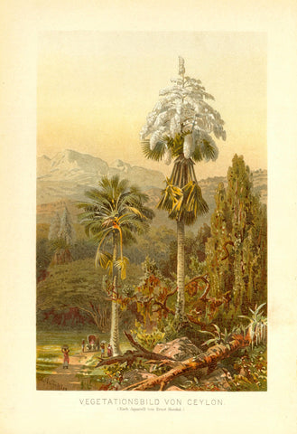 "Vegetationsbild von Ceylon"  Chromolithograph after the watercolor by Ernst Haeckrl ca 1900.