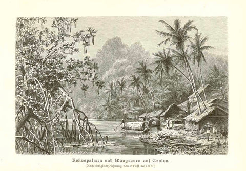 "Kokospalmen und Mangroven auf Ceylon"  Ceylon, Sri Lanka, palmtrees, mngrove trees  Wood engraving after Ernst Haeckel (1834-1919) published ca 1880.