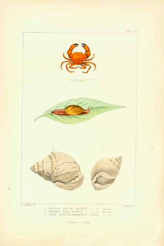 St. Helena (Island South Atlantic)  Animals: Crab, snale, shells - all indigenous to the Island of St. Helena in the South Atlantic.  Lithograph by Edward W. Robinson after the drawing by John Charles Melliss