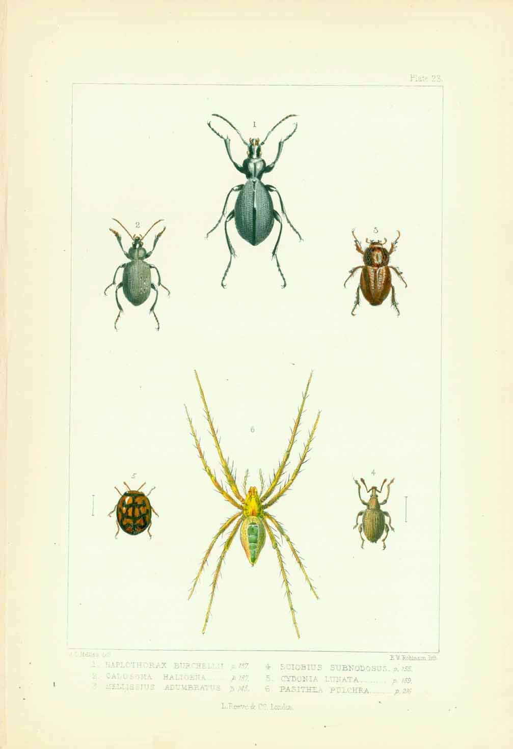 Animals: Beetles and a spider, all indigenous to the Island of St. Helena in the South Atlantic.  Lithograph by Edward W. Robinson after the drawing by John Charles Melliss  Published in "St. Helena"  London, 1875   1 - Haplothorax Burchellii  2 - Calosoma Haligena  3 - Mellissius Adumbratus  4 - Sciobius Subnodosus  5 - Cydonia Lunata  6 - Pasithea Pulchra