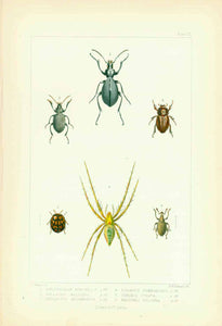 Animals: Beetles and a spider, all indigenous to the Island of St. Helena in the South Atlantic.  Lithograph by Edward W. Robinson after the drawing by John Charles Melliss  Published in "St. Helena"  London, 1875   1 - Haplothorax Burchellii  2 - Calosoma Haligena  3 - Mellissius Adumbratus  4 - Sciobius Subnodosus  5 - Cydonia Lunata  6 - Pasithea Pulchra