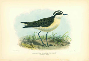 "Aegialitis Sanctae-Helenae"  Indigenous bird to the Island of St. Helena in the South Atlantic  Lithograph by John Gerrard Keulemans (1842-1912). Printed in color and glare hand-finished with gum arabicum  Published in "St. Helena" by John Charles Melliss.  London, 1875