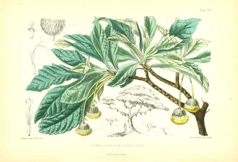 "Commidendron Robusta"  Set of flowers indigenous to the Island of St. Helena in the South Atlantic.  All lithographs were printed in colour. Various artists.  Published in "St. Helena" by John Charles Melliss London, 1875