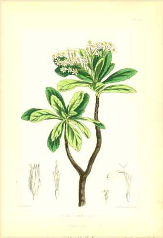 "Aster Gummiferus"  Set of flowers indigenous to the Island of St. Helena in the South Atlantic.  All lithographs were printed in colour. Various artists.  Published in "St. Helena" by John Charles Melliss London, 1875  The prints are in good condition. Little traces of age and use remain unmentioned.