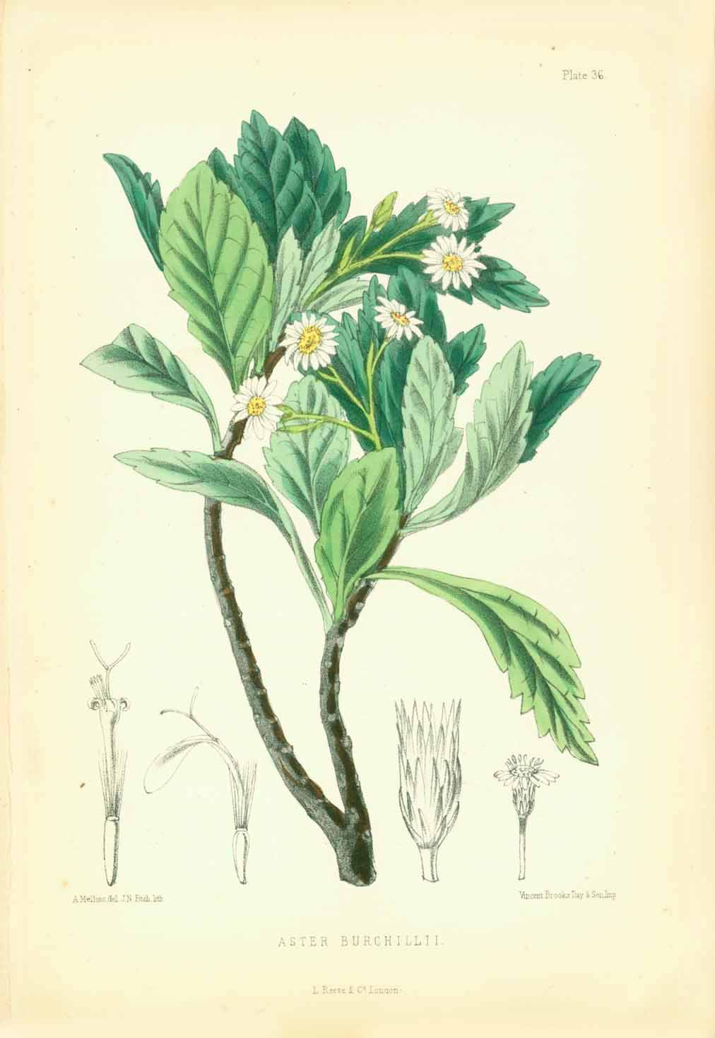 "Aster Burchillii"  Set of flowers indigenous to the Island of St. Helena in the South Atlantic.  All lithographs were printed in colour. Various artists.  Published in "St. Helena" by John Charles Melliss London, 1875  The prints are in good condition. Little traces of age and use remain unmentioned.
