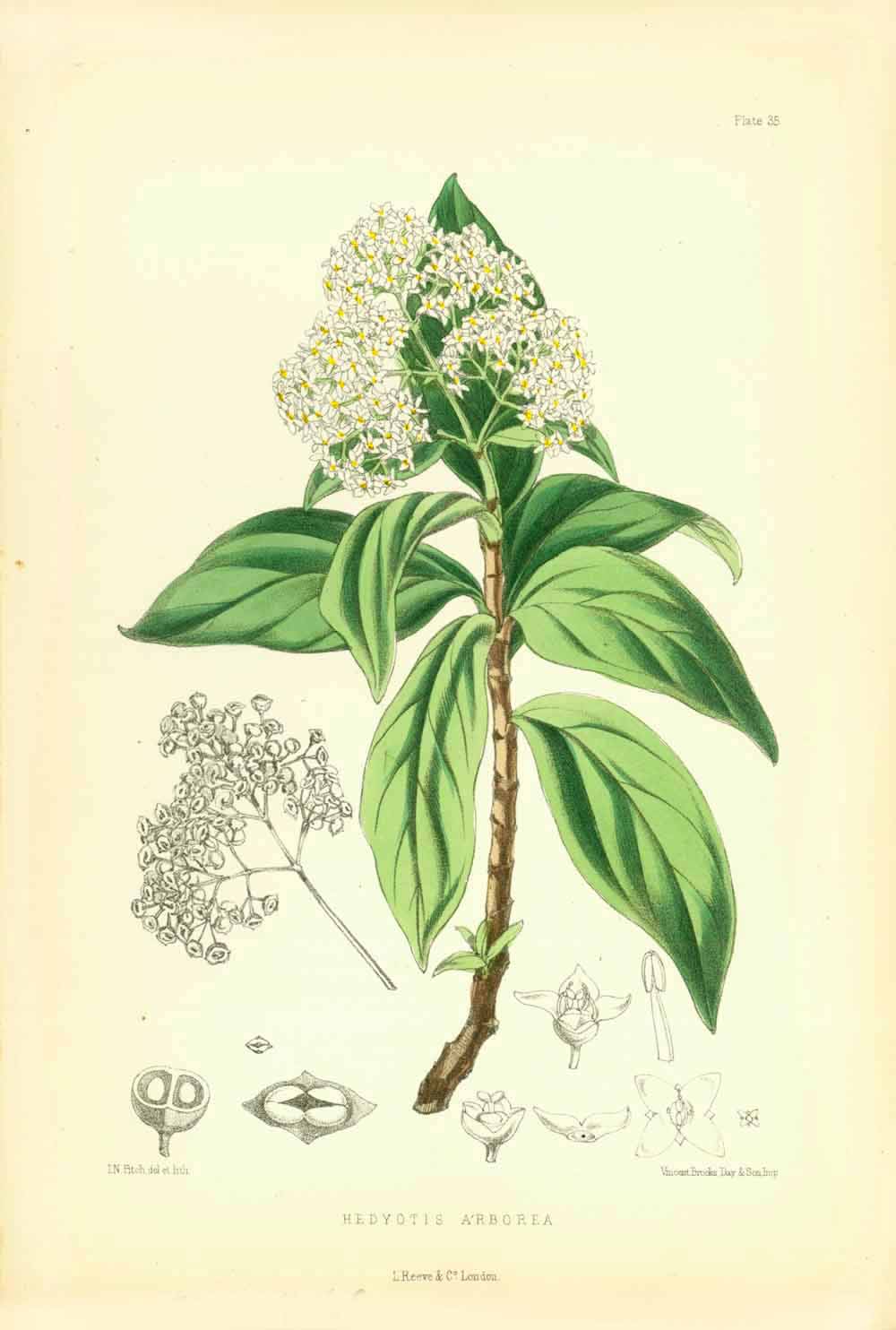 "Hedyotis Arborea"  Set of flowers indigenous to the Island of St. Helena in the South Atlantic.  All lithographs were printed in colour. Various artists.  Published in "St. Helena" by John Charles Melliss London, 1875