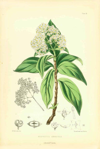 "Hedyotis Arborea"  Set of flowers indigenous to the Island of St. Helena in the South Atlantic.  All lithographs were printed in colour. Various artists.  Published in "St. Helena" by John Charles Melliss London, 1875