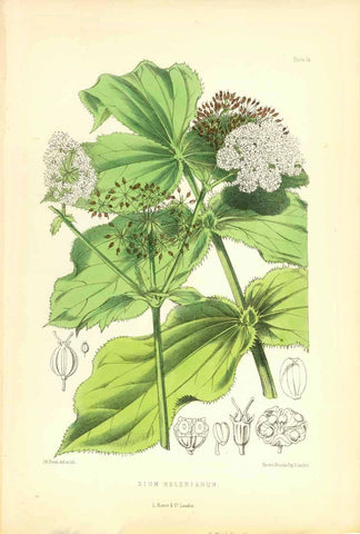 "Sium Helenium"  Set of flowers indigenous to the Island of St. Helena in the South Atlantic.  All lithographs were printed in colour. Various artists.  Published in "St. Helena" by John Charles Melliss London, 1875