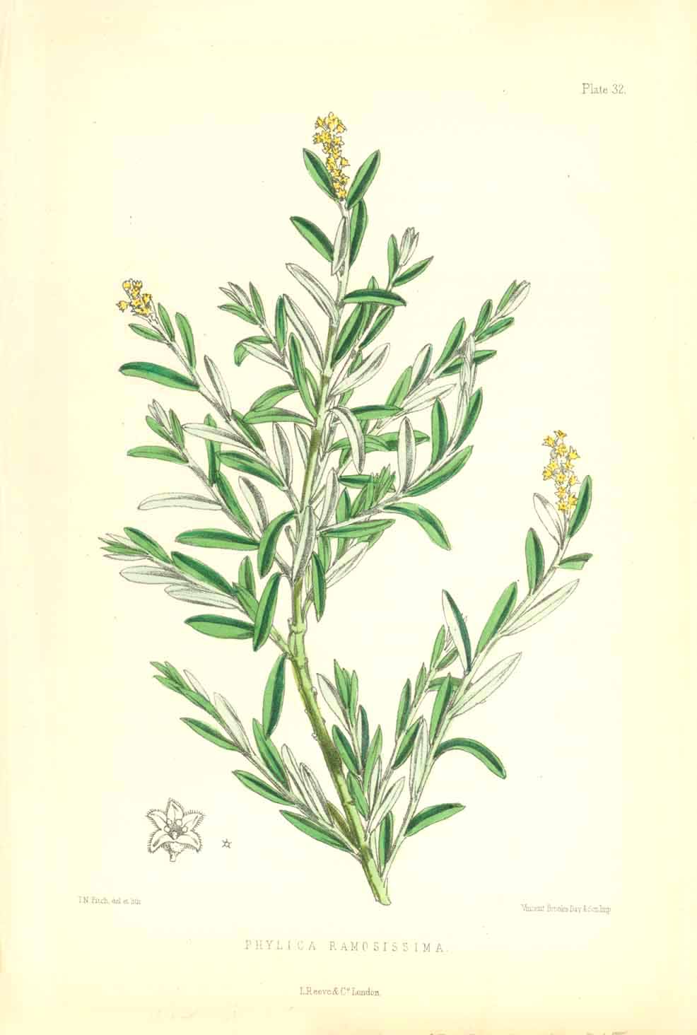 "Phylica Ramosissima"  Set of flowers indigenous to the Island of St. Helena in the South Atlantic.  All lithographs were printed in colour. Various artists.  Published in "St. Helena" by John Charles Melliss London, 1875