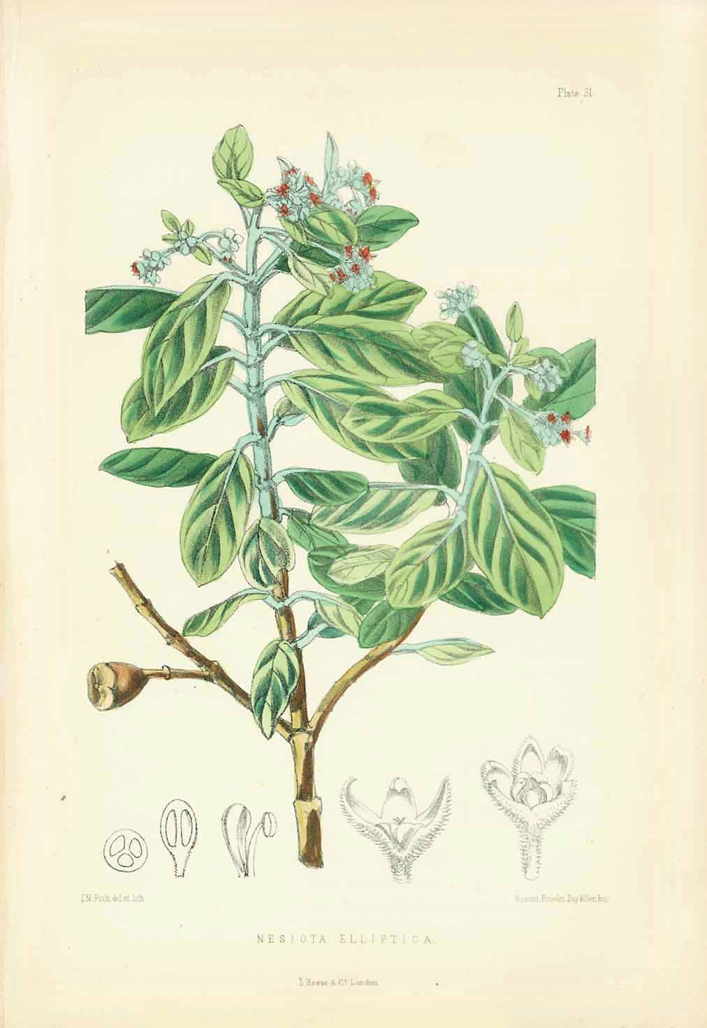 "Nesiota Elliptica"  Set of flowers indigenous to the Island of St. Helena in the South Atlantic.  All lithographs were printed in colour. Various artists.  Published in "St. Helena" by John Charles Melliss London, 1875