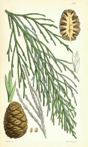 "Gigantic Wellintonia, California conifer"  Branch and cone, whole and open  Lithograph by Walter Hood Fitch  Printed in color  London, ca. 1860