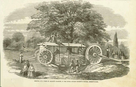 "Removal of a tree by Barron's Machine, in the Royal Botanic Society's Garden, Regent's Park"  Moving a large grown tree from its original psition to another location  Wood engraving.  Published in London, ca. 1860