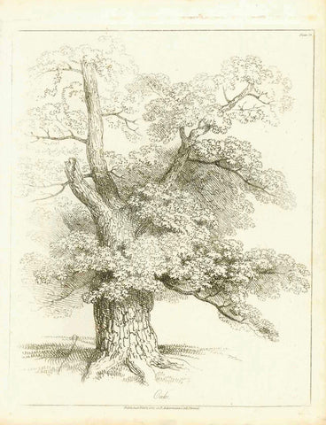 "Oak"  German: Eiche  Anonymous etching  London, dated 1821