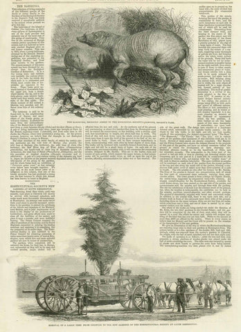 "Removal of a large tree from Chiswick to the new gardens of the Horticultural Society at South Kensington"  At the top of the page is an image of a Babirussa.  Part of the text is about the babirussa. The major part of the text is about the Horticultural Society's new gardens at South Kensington. The text continues on the reverse side.