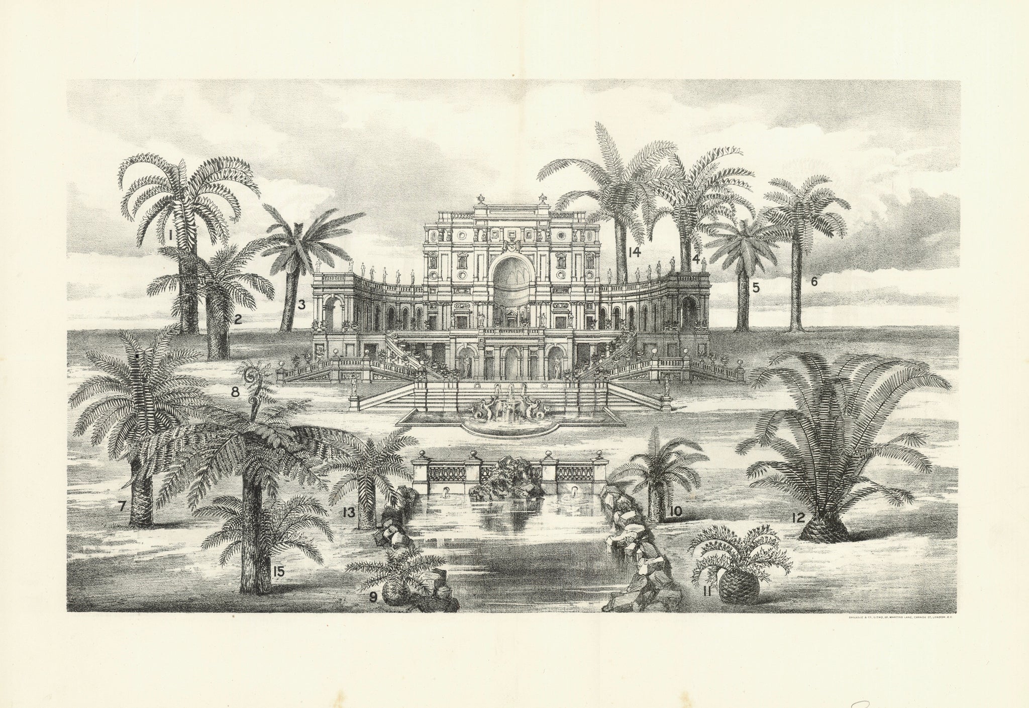 No title.  Different palm trees arranged parklike around a fictitious chateau.  The individual palm trees are numbered. On Reverse side of print are the descriptions in the French language.  Anonymous lithograph. Printed by Sprague in London  Commissioned by Roth, Mills & Co. Expoerters of Bulbs &c. Uitenhage, via Port Elizabeth, South Africa.