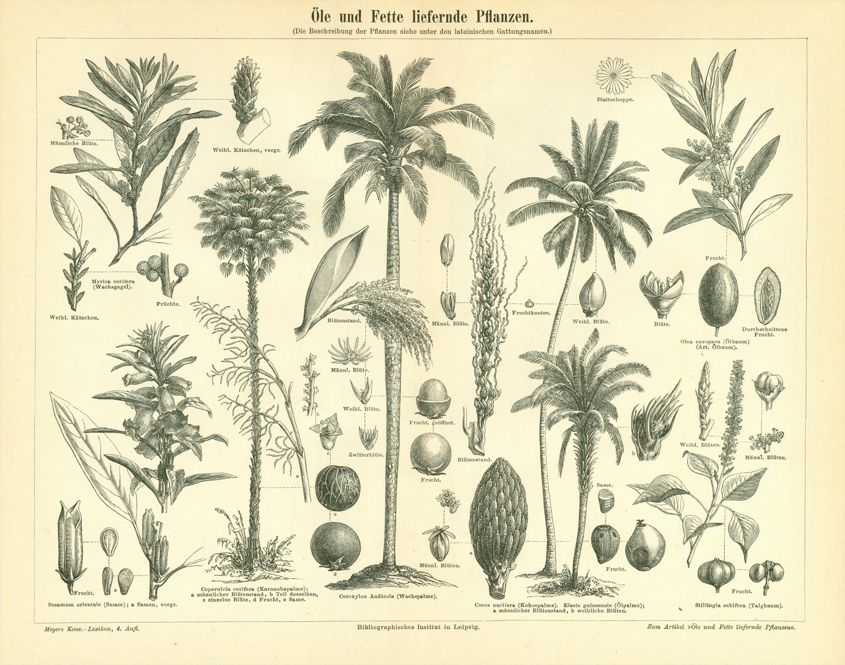 "Oele und Fette lieferende Pflanzen" (Oil and fat providing plants)  Wood engraving published ca 1895. 