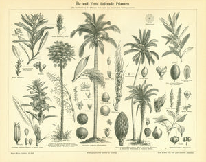 "Oele und Fette lieferende Pflanzen" (Oil and fat providing plants)  Wood engraving published ca 1895. 