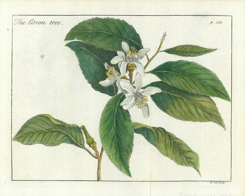 "The Citron Tree"  Copper engraving by B. Cole printed 1755. Attractive hand colouring.