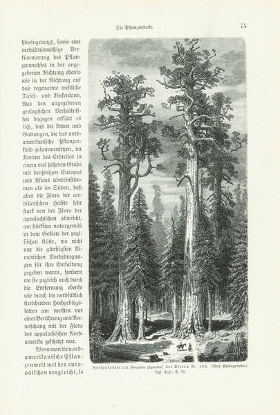"Riesenconiferen (Sequoia gigantea) der Sierra Nevada"  Wood engraving on a page of text about trees and plants of North America. The German text continues on the reverse side. Published 1904.  Original antique print 