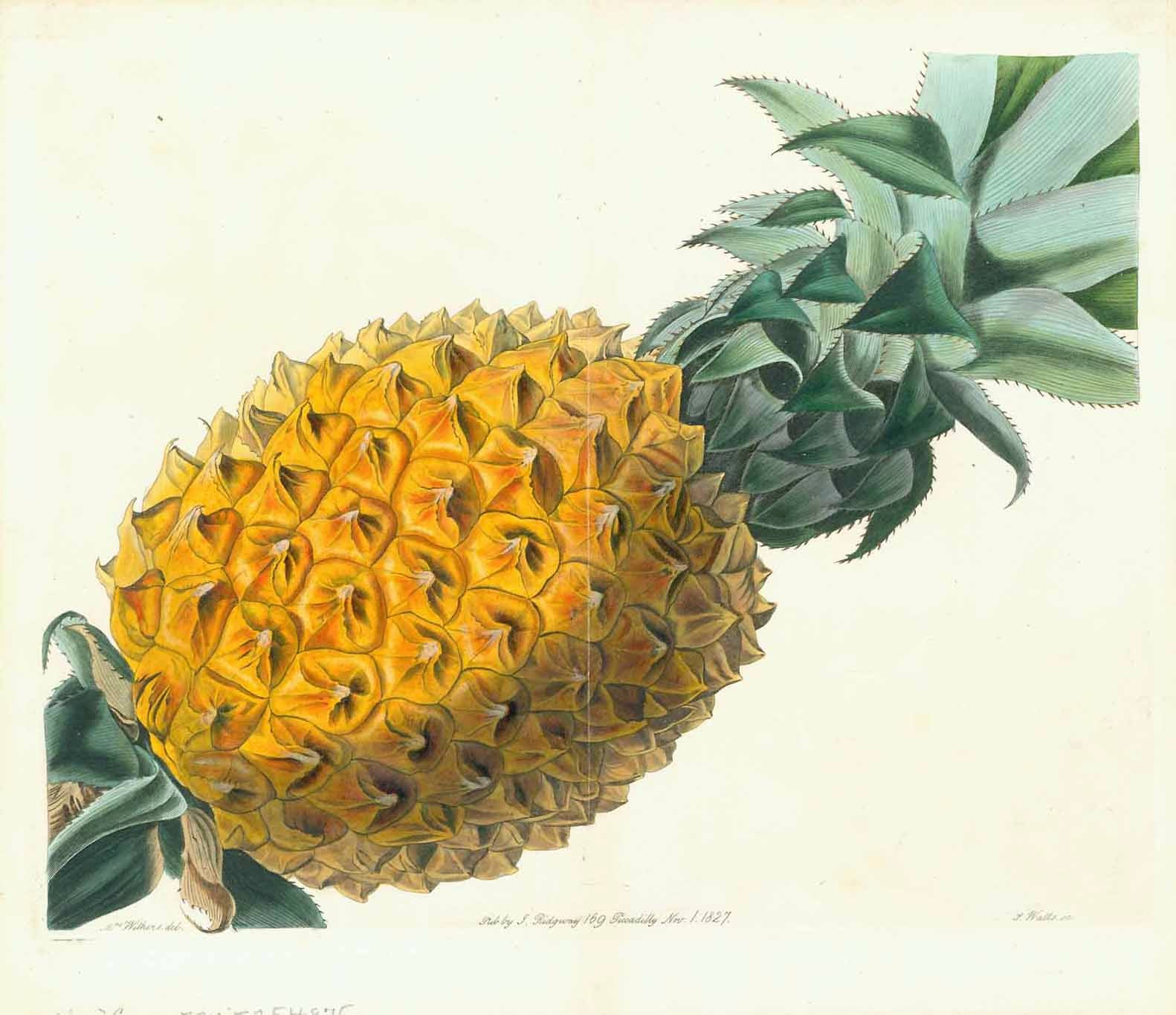 Pineapple Fruit  Copper etching. Rich and beautiful original hand color.  Engraver: John Watts (active 1770-1830)  Drawing by: Honorine Margaret Mabel Withers (1800-1900)  Publisher: Ridgeway  London, dated 1827  Original antique print , interior design, wall decoration, ideas, idea, gift ideas, present, vintage, charming, special, decoration, home interior, living room design