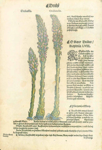 "Rosy Brabre Rapotola"  Woodcut from "Hebarium Bohemiae", 1590. Text in Czech. Later hand coloring.  This over 400 year-old print is shown on a light background.