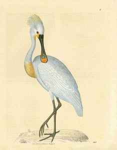 Ohne Titel. Llöffler (Plataleae Linne) (Spoonbill bird)  Copper etching by an unknown artist.  Original hand coloring  Published in Stuttgart, dated 1843