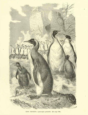 "King Penguins. - Aptenodytes pennantii"  Wood engraving ca 1890. Reverse side is printed.  20 x 13 cm (7.8 x 5.1")