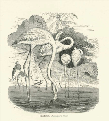 "Flamingo. - Poenicopterus rosea"  Wood engraving ca 1890. Reverse side is printed.
