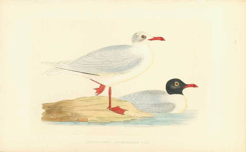 "Mediteranean Black-Headed Gull"  Fine lithograph for C.H. Bree M.D. 1863. Original hand coloring.  Original antique print 