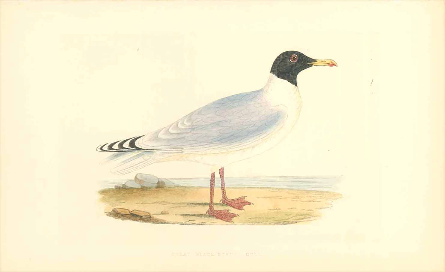 "Great Black-Headed Gull"  Fine lithograph for C.H. Bree M.D. 1863. Original hand coloring.  Original antique print 
