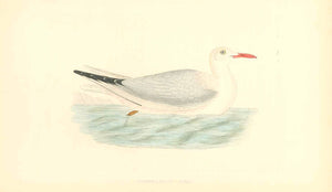 "Slender Billed Gull"  Fine lithograph for C.H. Bree M.D. 1863. Original hand coloring.  Original antique print 