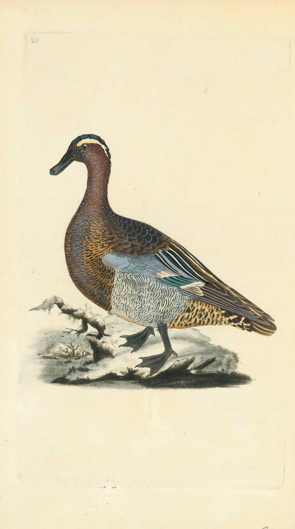 Antique print of a duck. Waterbirds, Duck  Fine etching ca 1820. Hand coloring.  Original antique print  