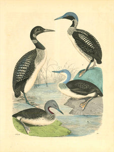 No Title.  Waterbirds  Wood engraving printed in color with hand finihing. Dated 1850.  Original antique print  