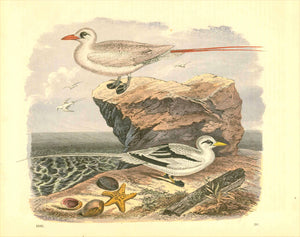 No Title.  Waterbird, Seagull, Moeve  Wood engraving printed in color with hand finihing. Dated 1863.