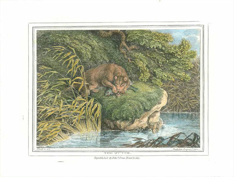 "The Otter"  Hand-colored stipple copper engraving by Samuel Howitt (1756-1822)  A fish otter feasting on his prey  Published in London, dated 1799