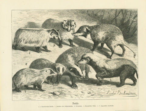 "Dachse" - Badgers  Original antique print   American. Indian, European, Japanese and Honey badgers. Wood engraving published 1880. Reverse side is printed with unrelated imge.